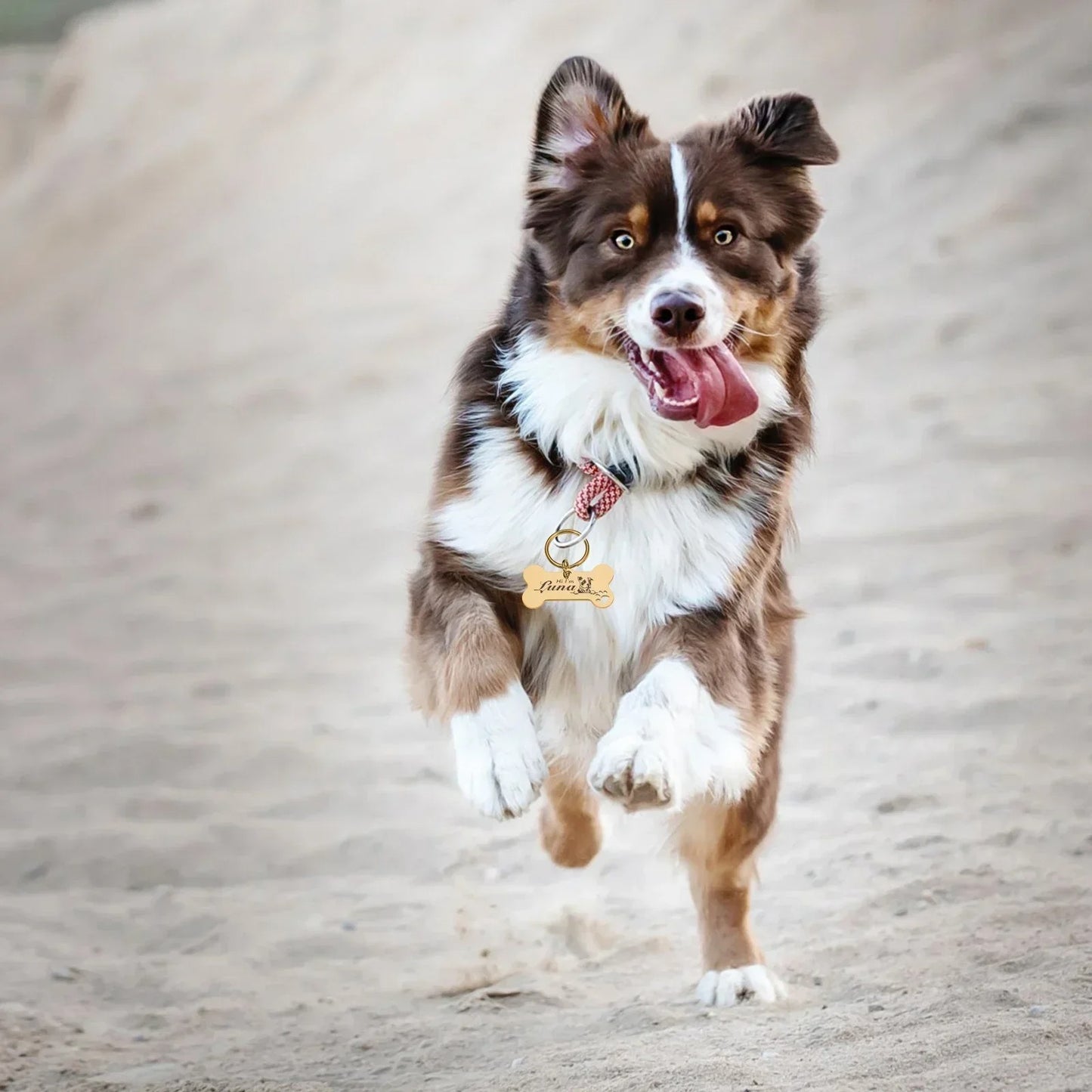 Hunde Halsband Anhänger (individuell gravierbar)